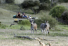 Botswana-Mashatu-Mashatu Game Reserve Safari